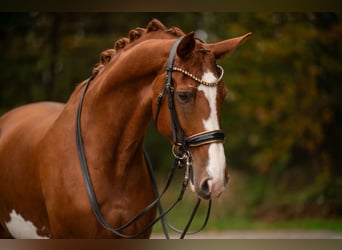 Rheinländer, Giumenta, 9 Anni, 175 cm, Sauro