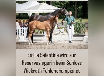 Rheinländer, Giumenta, Puledri
 (04/2023), 170 cm, Sauro