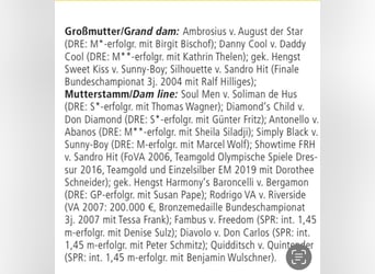 Rheinländer, Giumenta, Puledri
 (04/2023), 170 cm, Sauro