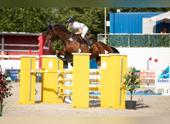 Rheinländer, Hengst, 13 Jahre, 175 cm, Dunkelbrauner