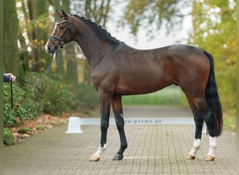 Rheinländer, Hengst, 2 Jahre, Brauner