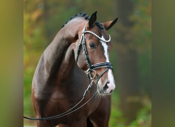 Rheinländer, Hengst, 2 Jahre, Brauner