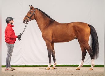 Rheinländer, Hengst, 2 Jahre, Brauner