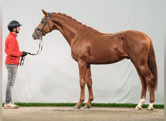 Rheinländer, Hengst, 2 Jahre, Fuchs