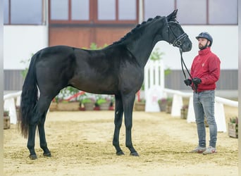 Rheinländer, Hengst, 2 Jahre, Rappe