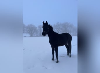 Rheinländer, Hengst, 3 Jahre, 162 cm, Dunkelbrauner