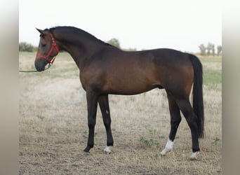 Rheinländer, Hengst, 3 Jahre, 167 cm, Buckskin