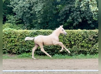 Rheinländer, Hengst, Fohlen (01/2023), Palomino