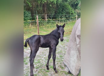 Rheinländer, Hengst, Fohlen (06/2023), Rappe