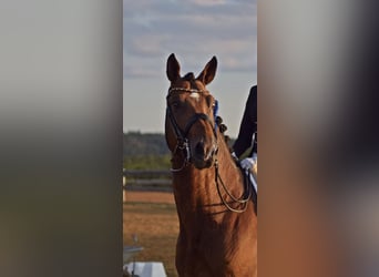 Rheinländer, Stallone, 13 Anni, 168 cm, Baio