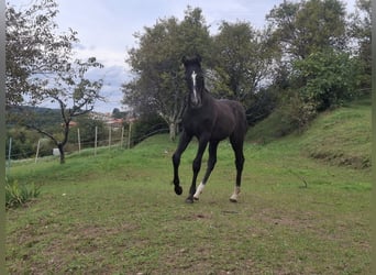 Rheinländer, Stallone, 1 Anno, 165 cm, Baio