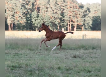 Rheinländer, Stallone, 1 Anno, 172 cm, Baio scuro