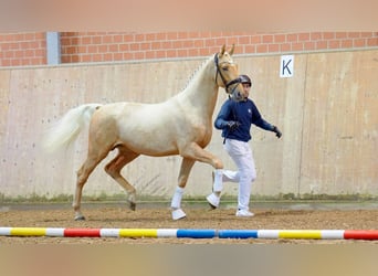 Rheinländer, Stallone, 2 Anni, 167 cm, Palomino