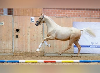 Rheinländer, Stallone, 2 Anni, 167 cm, Palomino