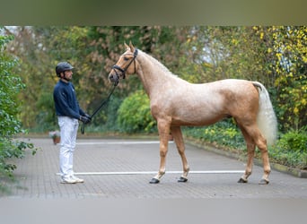 Rheinländer, Stallone, 2 Anni, 167 cm, Palomino