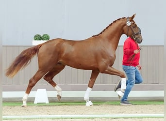 Rheinländer, Stallone, 2 Anni, Sauro scuro
