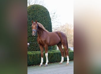 Rheinländer, Stallone, 3 Anni, 166 cm, Sauro scuro