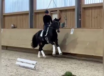 Rheinländer, Stallone, 4 Anni, 178 cm, Baio scuro