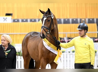 Rheinländer, Stallone, 6 Anni, 166 cm, Baio
