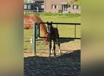 Rheinländer, Stallone, Puledri (03/2026), 170 cm, Sauro