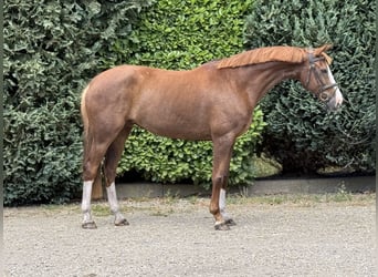 Rheinländer, Stute, 10 Jahre, 168 cm, Fuchs