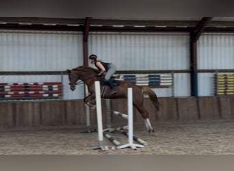 Rheinländer, Stute, 10 Jahre, 168 cm, Fuchs