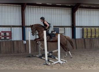 Rheinländer, Stute, 10 Jahre, 168 cm, Fuchs