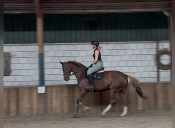 Rheinländer, Stute, 10 Jahre, 168 cm, Fuchs