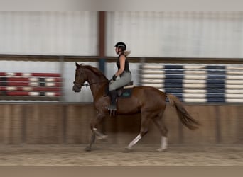 Rheinländer, Stute, 10 Jahre, 168 cm, Fuchs