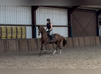 Rheinländer, Stute, 10 Jahre, 168 cm, Fuchs