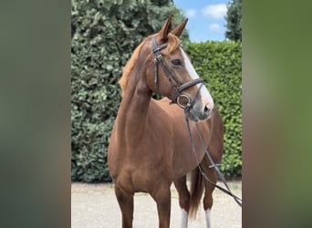 Rheinländer, Stute, 10 Jahre, 168 cm, Fuchs