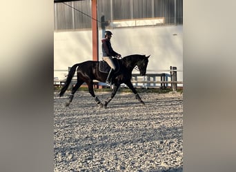 Rheinländer, Stute, 10 Jahre, 168 cm, Rappe