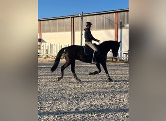 Rheinländer, Stute, 10 Jahre, 168 cm, Rappe