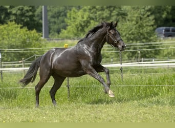 Rheinländer, Stute, 10 Jahre, 170 cm, Rappe