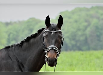 Rheinländer, Stute, 10 Jahre, 172 cm, Schwarzbrauner