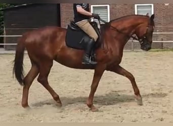 Rheinländer, Stute, 10 Jahre, 173 cm, Fuchs