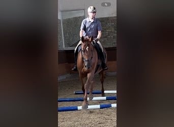 Rheinländer, Stute, 10 Jahre, 173 cm, Fuchs