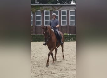 Rheinländer, Stute, 10 Jahre, 173 cm, Fuchs
