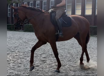 Rheinländer, Stute, 10 Jahre, 173 cm, Fuchs
