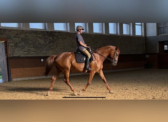 Rheinländer, Stute, 10 Jahre, 173 cm, Fuchs