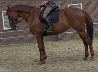 Rheinländer, Stute, 10 Jahre, 173 cm, Fuchs