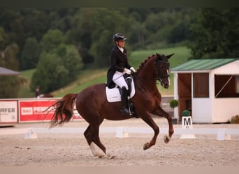 Rheinländer, Stute, 10 Jahre, 175 cm, Dunkelfuchs