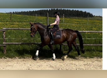 Rheinländer, Stute, 11 Jahre, 168 cm, Brauner