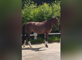 Rheinländer, Stute, 11 Jahre, 170 cm, Dunkelfuchs