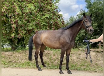 Rheinländer, Stute, 11 Jahre, 174 cm, Dunkelbrauner