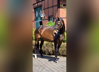 Rheinländer, Stute, 12 Jahre, 171 cm, Brauner