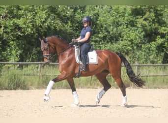 Rheinländer, Stute, 12 Jahre, 172 cm, Brauner