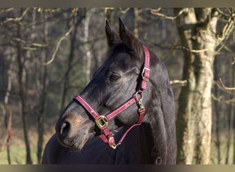 Rheinländer, Stute, 13 Jahre, 165 cm, Schwarzbrauner