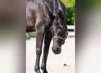 Rheinländer, Stute, 13 Jahre, 165 cm, Schwarzbrauner