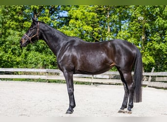 Rheinländer, Stute, 13 Jahre, 165 cm, Schwarzbrauner
